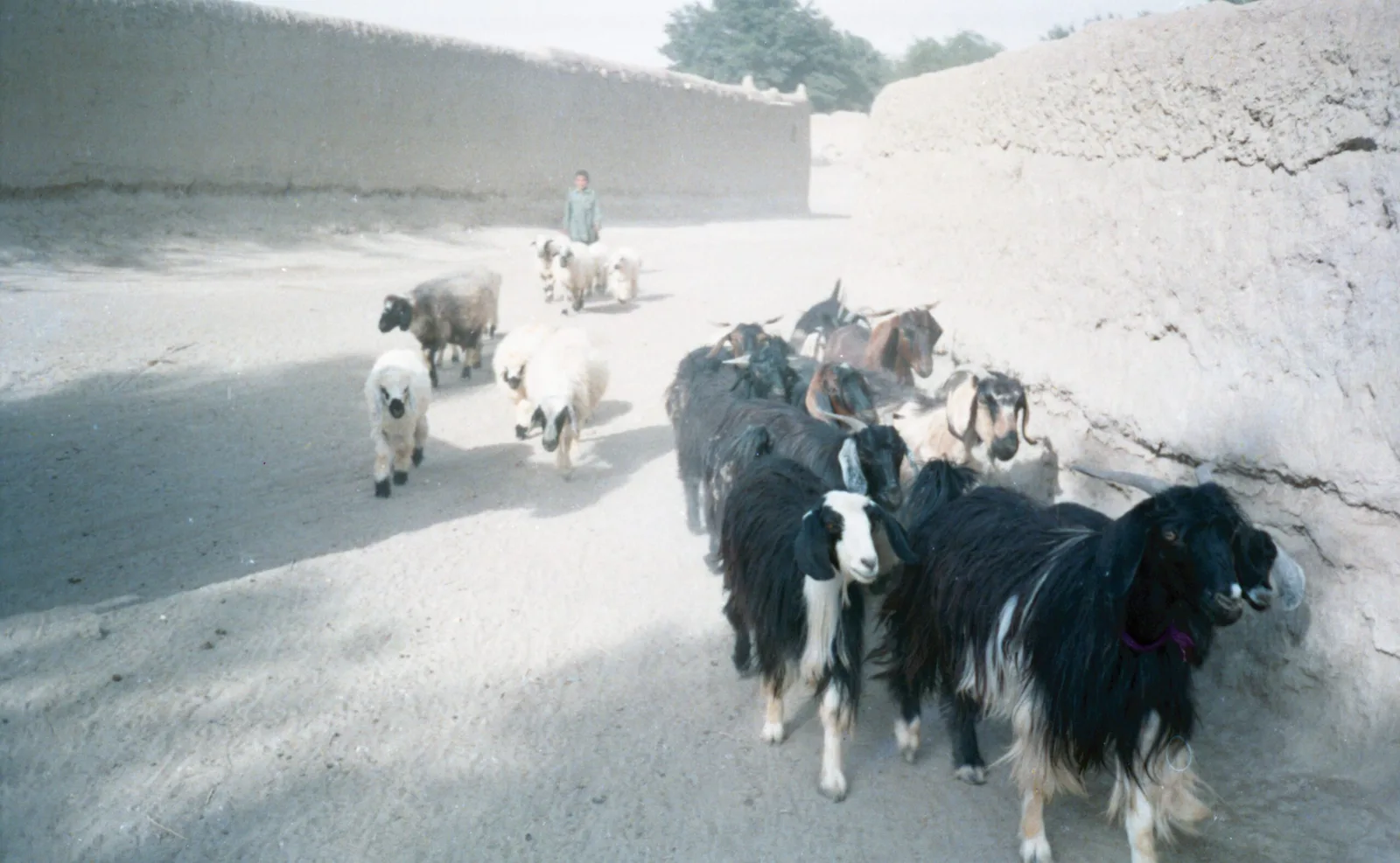 A Shepherd grazing his flock. — 1988 Dönemi Askeri Tarih Belgesi