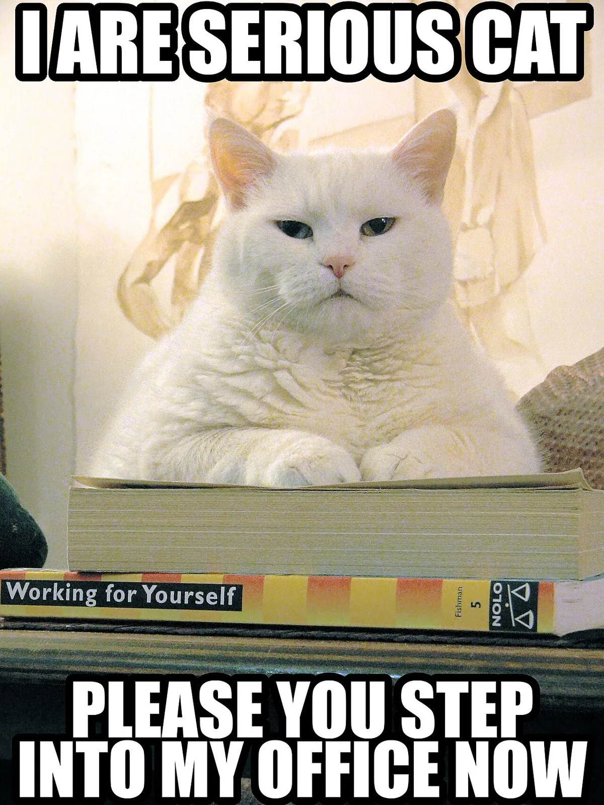 A lolcat image macro, a meme style especially popular in the mid-and-late 2000s
