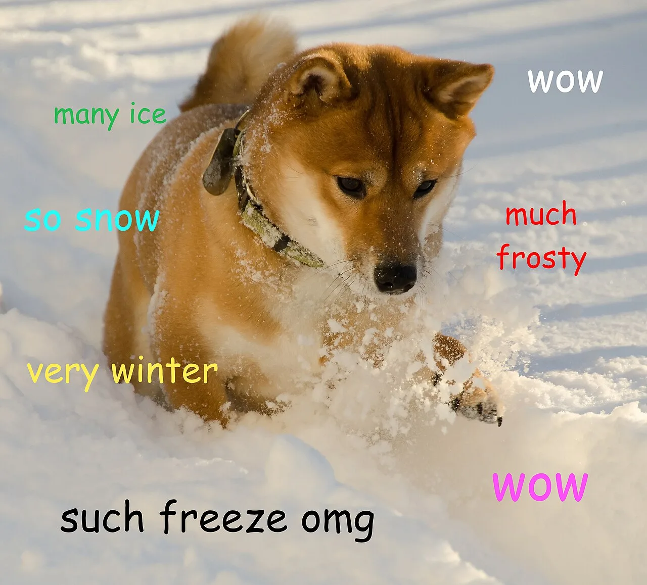 An example of the Doge meme, popular in 2013 and similar in style to earlier lolcats[19]