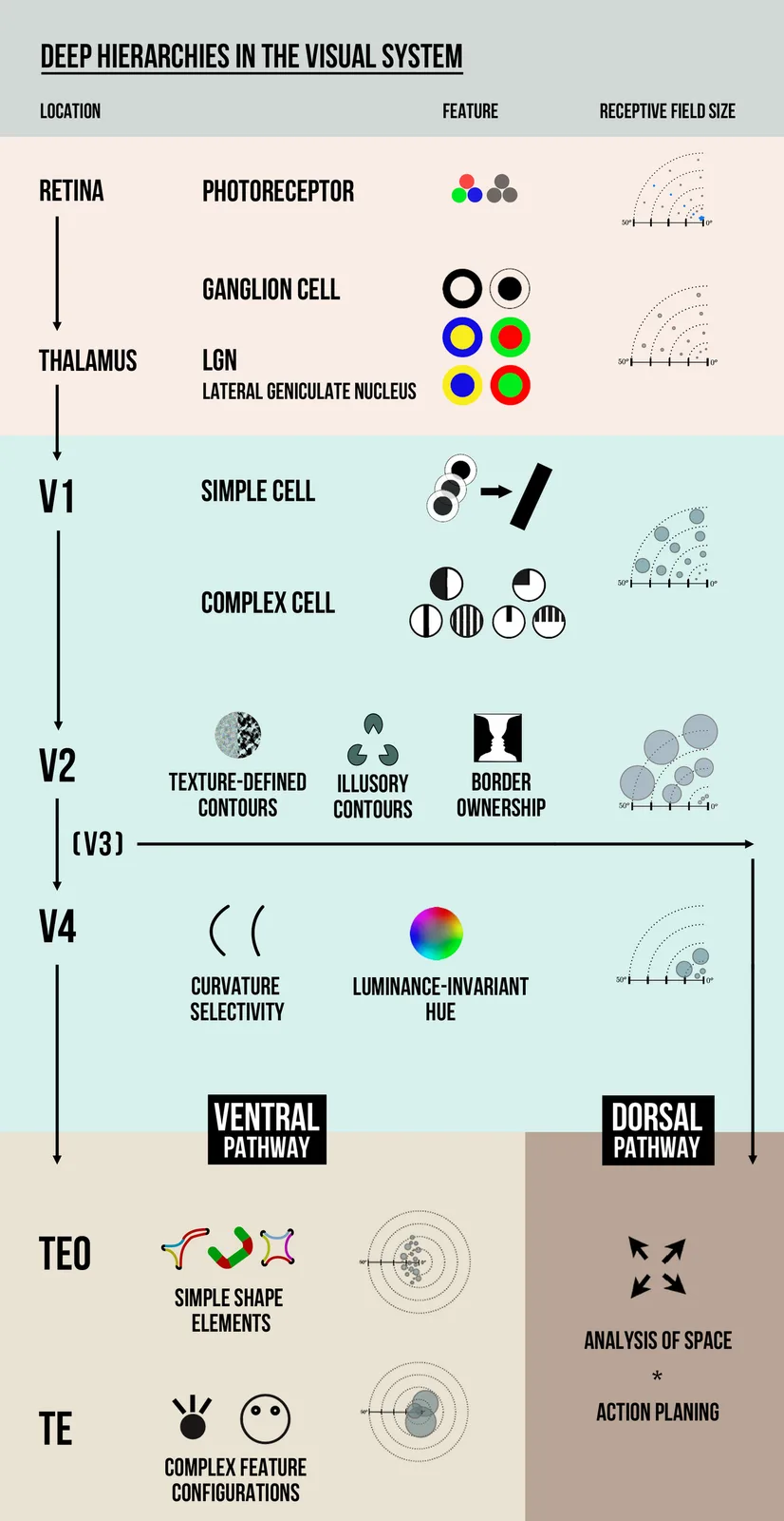A representation of hierarchical feature extraction and combination in the visual system.
