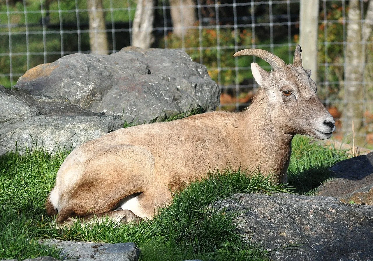 Bighorn sheep (Ovis canadensis)