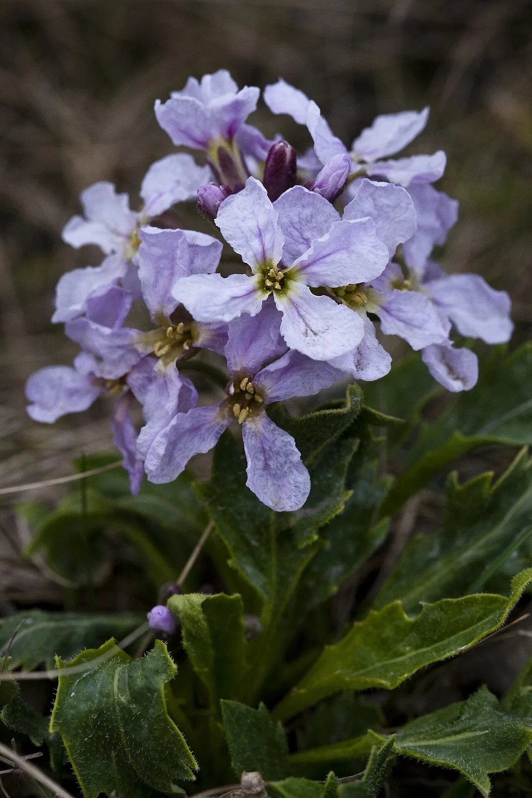 Parrya nudicaulis (7833390970)