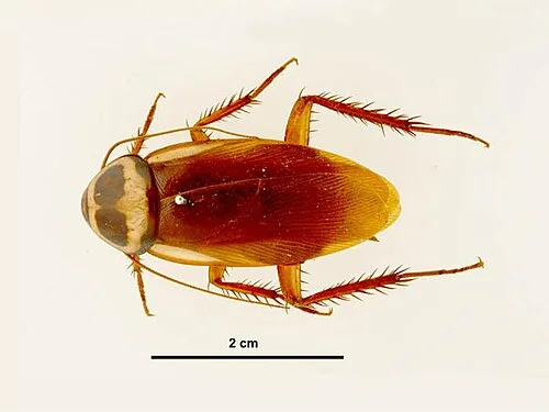 Periplaneta australasiae top view